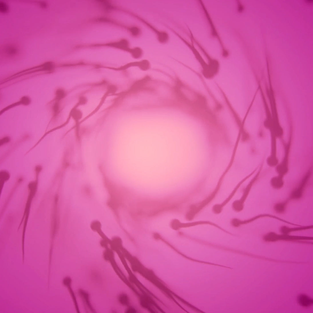 Conception explained. Fertilization and Implantation. – PREGMATE