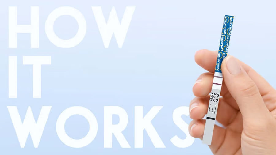 Ovulation tests: how they work, when to take them, and how to read results