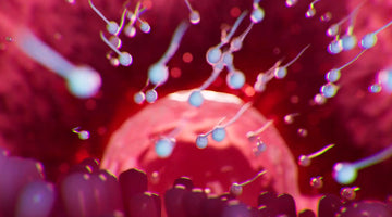 Using ovulation tests to identify the most fertile days of the month