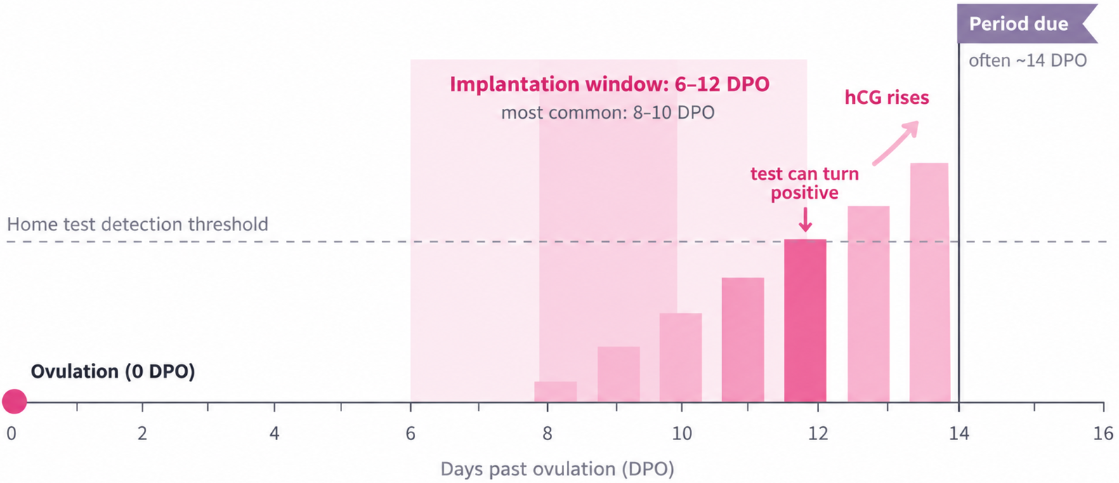 Bar chart of rising hCG from ovulation at 0 DPO to about 14 DPO. The implantation window is shaded from 6 to 12 days past ovulation, most commonly days 8 to 10. Bars appear from 8 DPO and cross the home test detection threshold at about 12 DPO, where a test can turn positive. The period is due around 14 DPO.