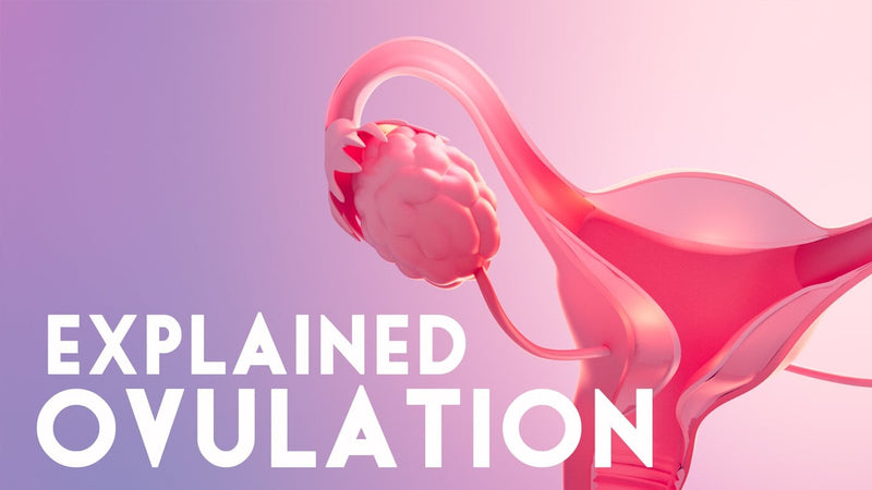 Ovulation Explained: How Your Cycle Works and Why It Matters