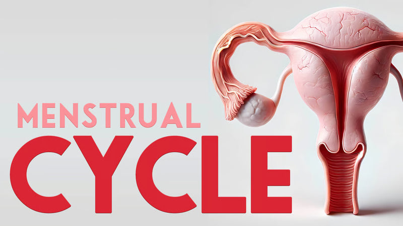 Understanding Your Menstrual Cycle: A Comprehensive Guide
